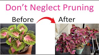 The Art of Coleus Pruning Mastering the Technique for Gorgeous Plants [upl. by Varden621]