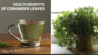 Health Benefits of Coriander Leaves  Coriander water  Boost Your Kidney Health  Coriander Secret [upl. by Cotter607]