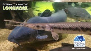 Get to Know the Longnose Gar CLEAquarium [upl. by Polinski]