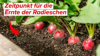 Wann sind Radieschen reif  Der perfekte Zeitpunkt für die Ernte deiner Radieschen [upl. by Eniamart]