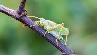 Sound of katydid grasshopper slowed down Slow motion video [upl. by Aiuqet609]