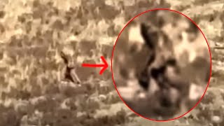 Alleged Bigfoot Sighting in ColoradoVideo [upl. by Aiekahs]