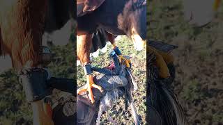 Harris Hawk Feeding [upl. by Hauge]