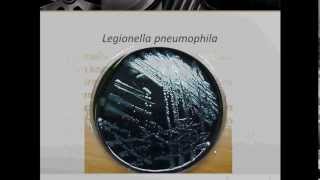 Bacteriology Gram Negative Coccobacilli Part 2 [upl. by Yann]