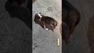 Can anyone tell me why this happening to newborn puppies animals love dog funny shorts wonder [upl. by Warram]