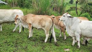 Brahman x Parthenaise con registro asocebu disponibles información en el 3137655127 [upl. by Yeltnerb]