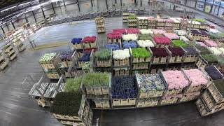 Flora Holland Flower Auction Aalsmeer Tour  4K [upl. by Quiteria]