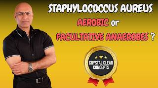 Staphylococcus Aureus  Aerobic or Facultative Anaerobic Bacteria [upl. by Ahsatam898]