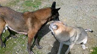 Gladys chef de meute avec deux femelles chien loup tchécoslovaque agée d15 ans [upl. by Htenay]