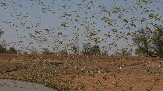 Biggest Swarm of Budgies [upl. by Airotal]