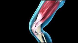 Knee Joint  Range of Movement  3D Medical Animation  ABP © [upl. by Leumas934]