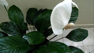 Spathiphyllum Hybriden oder Einblatt als Zimmerpflanze [upl. by Nerreg]