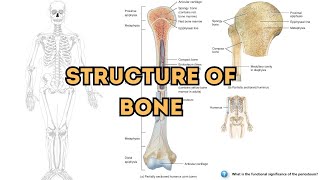 Exploring the Anatomy and Structural Components of Bones [upl. by Reis892]