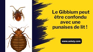 Quel est cet insecte le Gibbium psylloïde que lon peut confondre avec une punaise de lit [upl. by Revert]