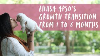 Lhasa Apso puppy growing up from 1 month to 6 months [upl. by Yraeg714]