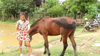 Lady Feeding Green Grass to Horse at rice Field [upl. by Virge]