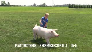 Platt Showpigs Customer Open Gilt Offering  Platt Brothers [upl. by Vander295]