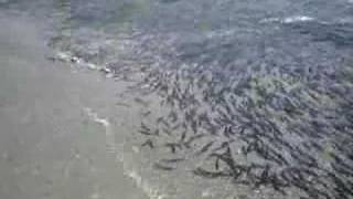 Capelin Run in Newfoundland [upl. by Dell]