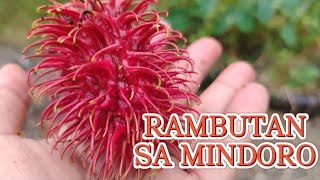 DUMAYO NG MINDORO PARA KUMAIN NG RAMBUTAN travel travelvlog mindoro [upl. by Muslim]