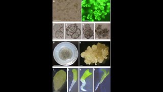 Isolation and Purification of Protoplast [upl. by Zitah]