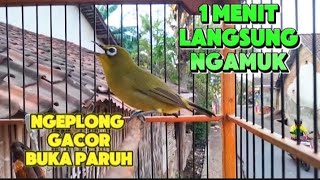 pleci gacor  suara pleci betin efektif merangsang pleci cepat buka paruh gacor [upl. by Nomra]