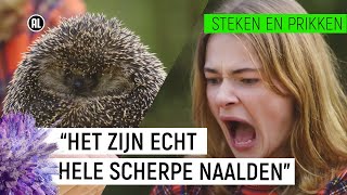 EMMA WORDT GEPRIKT DOOR EEN EGEL  Steken en Prikken 2  NPO Zapp [upl. by Metsky867]