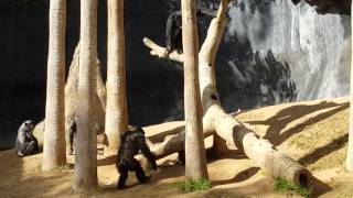 Chimps going crazy and fighting at LA zoo 11716 [upl. by Ellened]