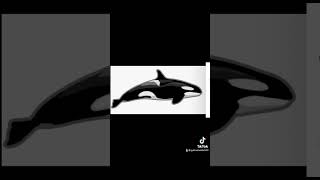 Gerlache Killer whales or Type B Small [upl. by Aland]