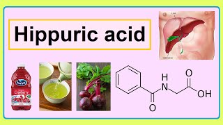 hippuric acid [upl. by Ellenrahs]