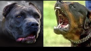 American Bandogge vs Rotweiler [upl. by Emearg116]