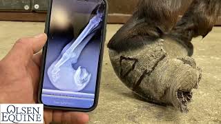 Amazing Life Changing Donkey Hoof Trimming with Lee Olsen Certified Journeyman Farrier [upl. by Susie135]