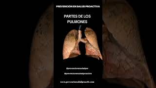 🫁Partes de los PULMONES [upl. by Alinoel]