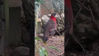 Satyrtragopan Satyr Tragopan  Tragopan satyra [upl. by Nelaf]