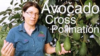 How do Avocado Trees Cross Pollinate [upl. by Finbar428]