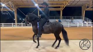 Ponderosa Espectáculo de Chapala Gran Campeón Paso Fino Miami Summer Classic 2022 [upl. by Arym17]