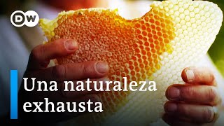 Agroquímicos amenazan abejas y cultivos  DW Documental [upl. by Arikahs258]