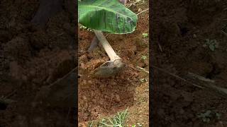 വാഴക്ക് വളം ഇട്ട് മൂടുന്നു agriculture agritips vegetablefarming tips farming vazhakrishi [upl. by Nyllek475]