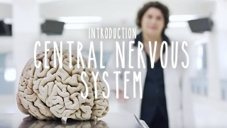 Neuroanatomy S1 E1 Intro to the Central Nervous System neuroanatomy science medicine brain [upl. by Ave]