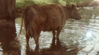 ▶️ Cows Mooing Sound Effect Cows On The Farm Ambience Cow Sound Effects 12 Hours 🌏 [upl. by Luas]