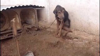 Terrified dog being punished all his life chained he cried loudly but no one cares [upl. by Ihcelek]