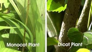 Monocot and Dicot Plants  MeitY OLabs [upl. by Iila]