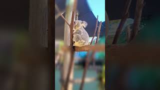 Koala koalabears koalas australiatourism cuteanimals brisbane paradisecountry rareanimals [upl. by Kcirdnekal]