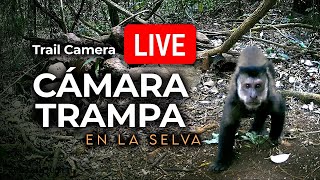 Camara en la Selva en VIVO  Trailcam LIVE in the forest  Misiones Argentina [upl. by Akirdnuhs]