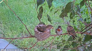 Skyes Big Moment Allens Hummingbird Takes First Long Perch on Nest Branch at 23 Days Old [upl. by Ayekam]