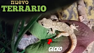 Salamanquesa Común MASCOTA TERRARIO GRANDE NATURAL como cuidarla correctamente AKI LÍA ACTUALIZADO [upl. by Giwdul]