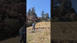 Climbing to Pikey Peak with rhododendrons lighting up the path trekking nature explorenepal [upl. by Belvia]