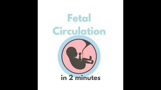 Fetal circulation in 2 mins [upl. by Nnairret]