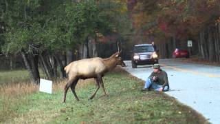 Elk vs Photographer  Great Smoky Mountains National Park [upl. by Dacia]