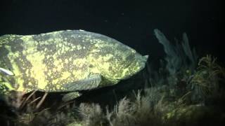 Grouper eats Barracuda Key Largo 121512 [upl. by Abramo]