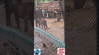 SAFARI WORLD BANGKOK LEOPARD [upl. by Dilly]